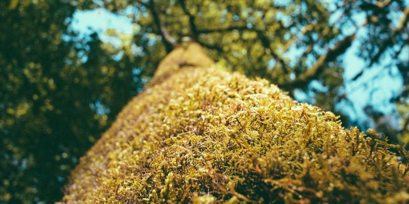 OXB Education42：重新定义教育手机，赋能未来学习者的智能资源库